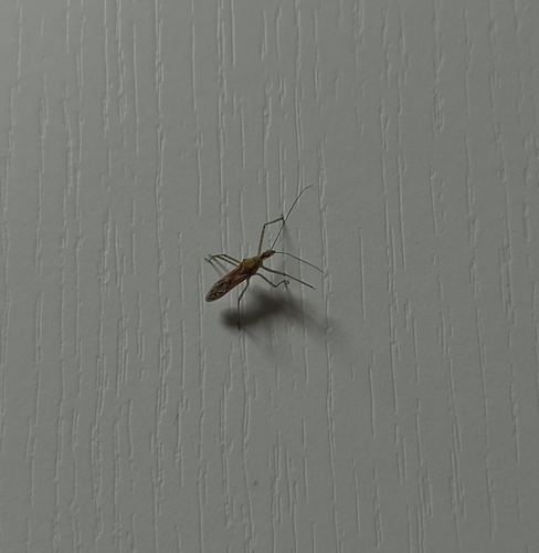 Leafhopper Assassin Bug