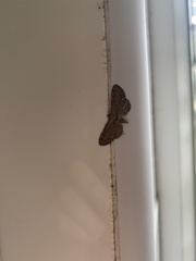 Eupithecia abbreviata