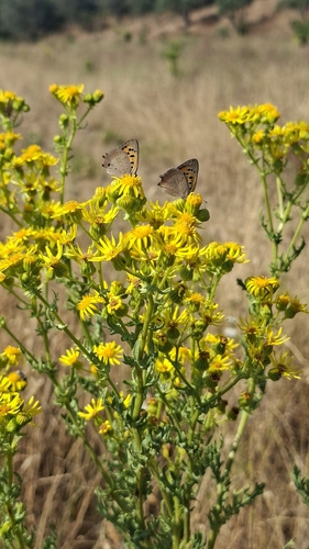 ragwort