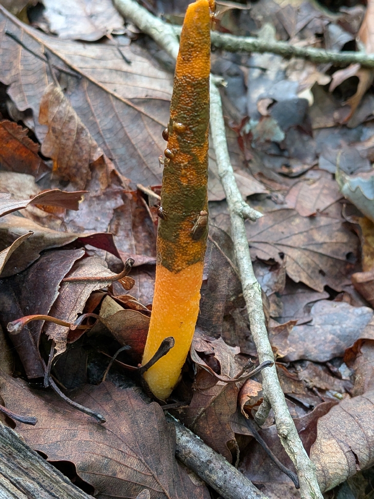 devil's dipstick · July 2026 · photo: Photo: no rights reserved · iNaturalist