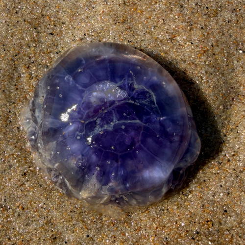 Blue Jelly