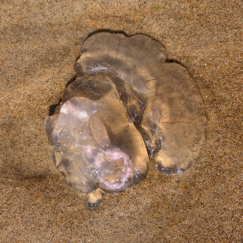Common Moon Jelly