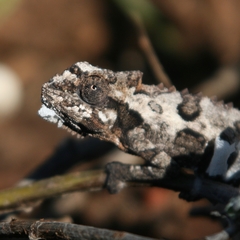 Bradypodion ventrale