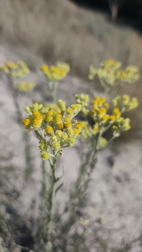 Dwarf Everlasting