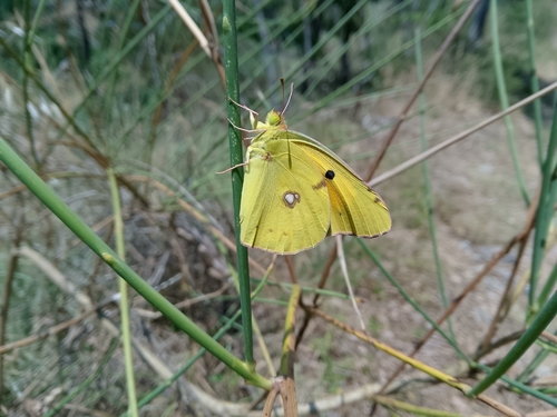 Clouded Yellow