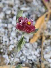 Helichrysum candolleanum