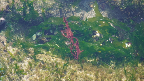 Chondracanthus chamissoi observed 2026-06-26