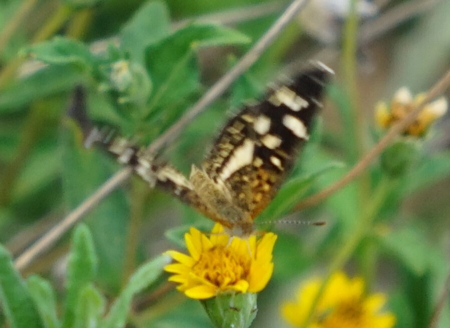 Pale-banded Crescent
