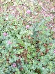 Trifolium pratense