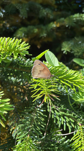 Meadow Brown