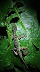 Anolis ventrimaculatus