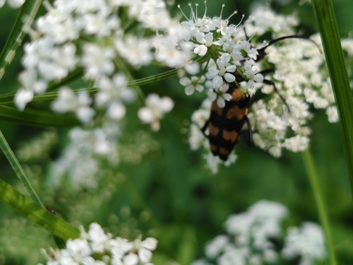 four-banded longhorn beetle