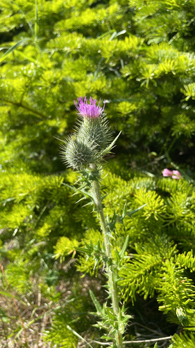 Bull Thistle