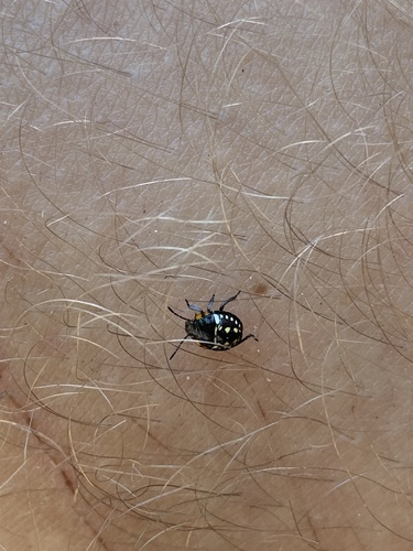 Southern Green Stink Bug