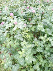 Trifolium pratense
