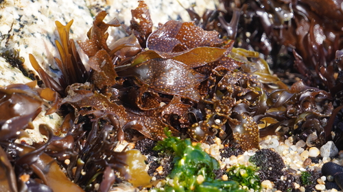 Mazzaella laminarioides observed 2026-06-26