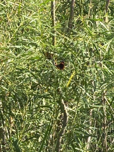 Red Admiral