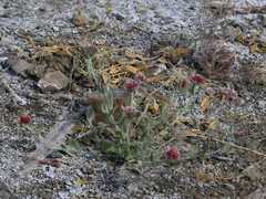 Helichrysum candolleanum