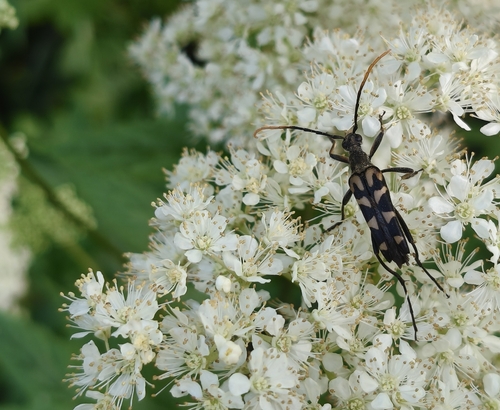 Leptura annularis