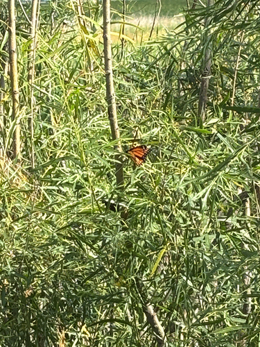 Monarch