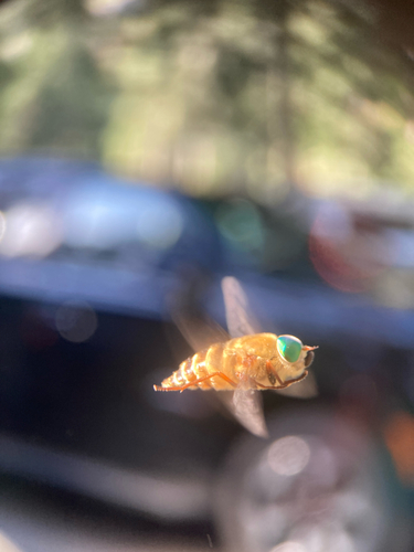 iNaturalist observation photo of Golden Deer Fly