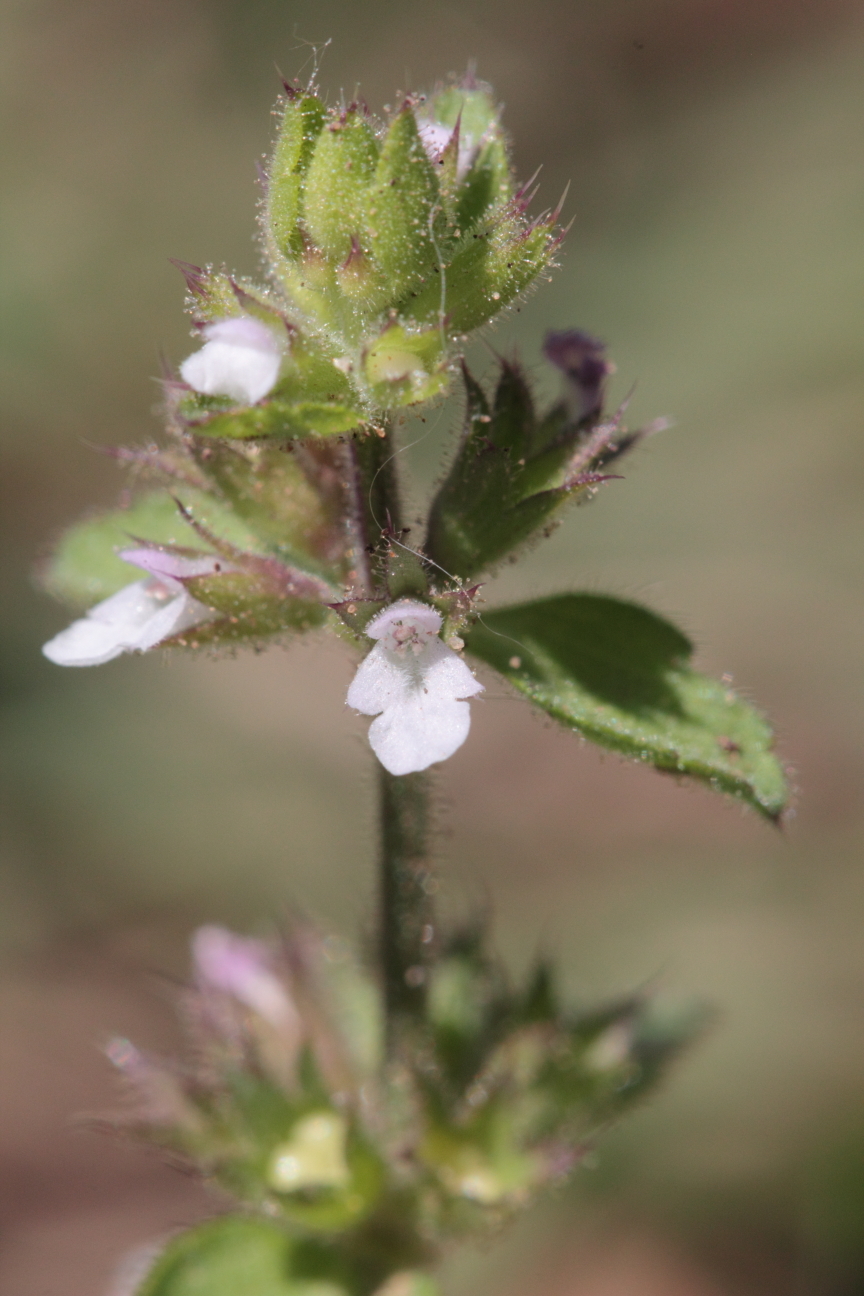 Stachys crenata