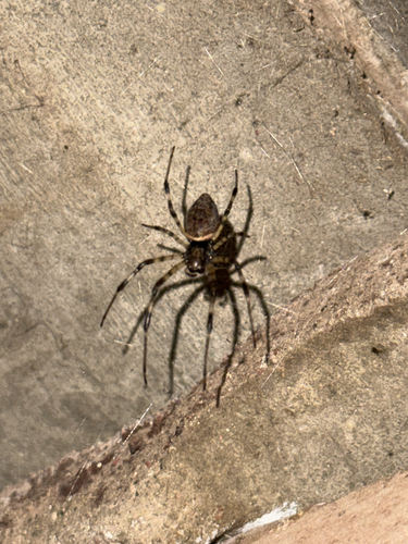 African Hermit Spider