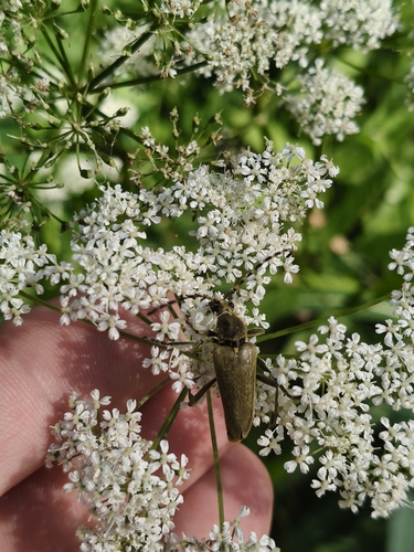 Lepturobosca virens