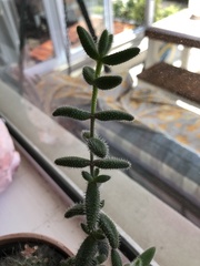 Delosperma echinatum