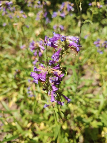Penstemon attenuatus, photograph 2