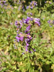 Penstemon attenuatus, photograph author not stated, no rights reserved