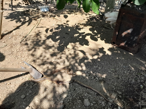 Four-lined Snake
