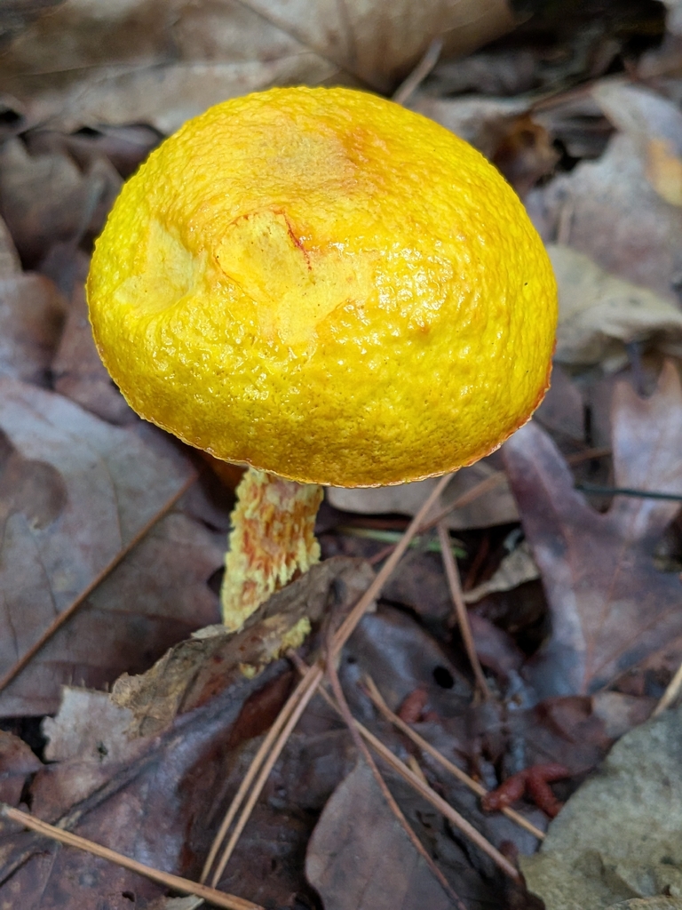 shaggy-stalked bolete · July 2026 · photo: Photo: no rights reserved · iNaturalist