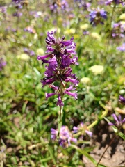 Penstemon attenuatus, photograph author not stated, no rights reserved