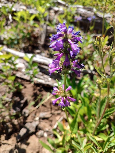 Penstemon attenuatus, photograph 4