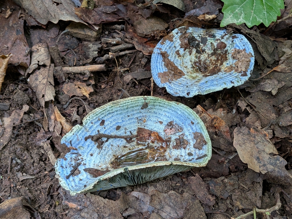 indigo milk cap · July 2026 · photo: Photo: no rights reserved · iNaturalist