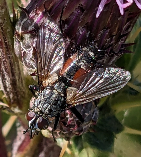 Red Spotted Parasite Fly