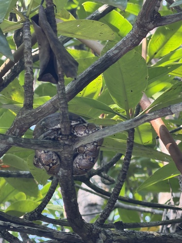 Malayopython reticulatus
