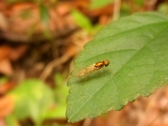 Sargus fasciatus