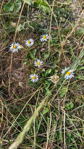 Lawn daisy