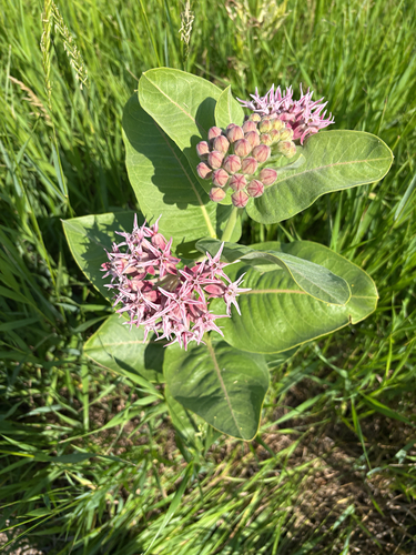 showy milkweed