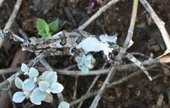 Bradypodion ventrale