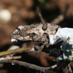 Bradypodion ventrale