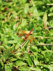 Brachythemis contaminata