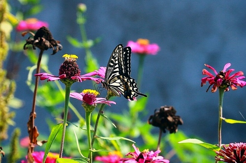 Chinese Yellow Swallowtail