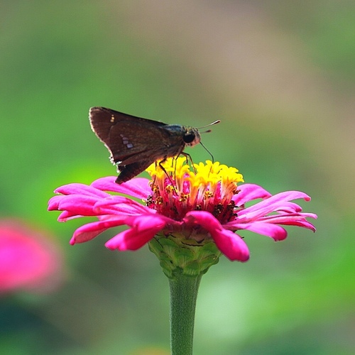 Common Straight Swift