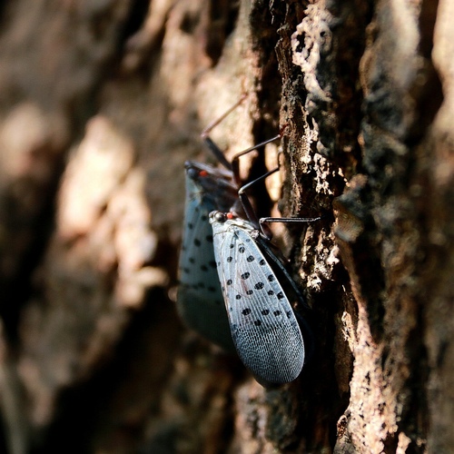 Spotted Lanternfly
