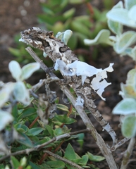 Bradypodion ventrale