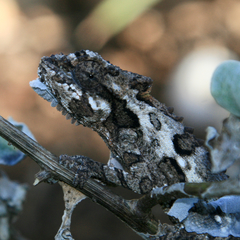 Bradypodion ventrale