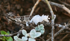 Bradypodion ventrale